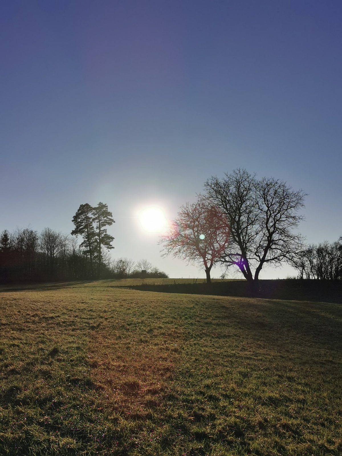 Morgensonne hinter kahlen Bäumen über einer Wiese
